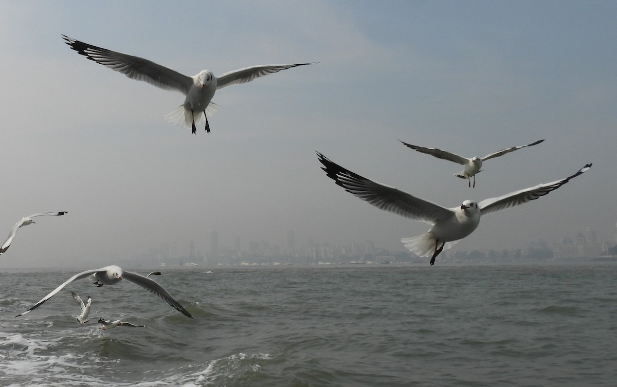 Brown-headed Gull - ML646541847