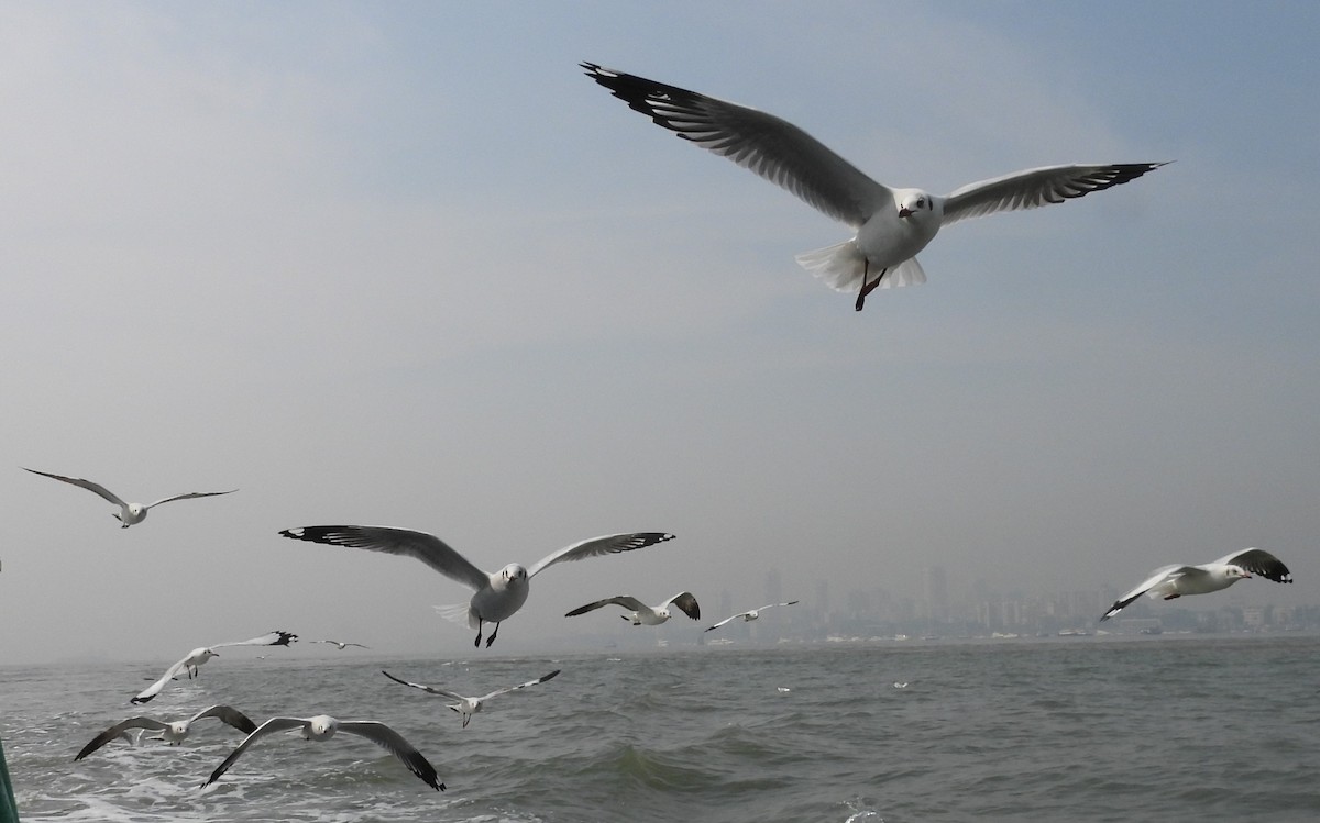 Brown-headed Gull - ML646541848