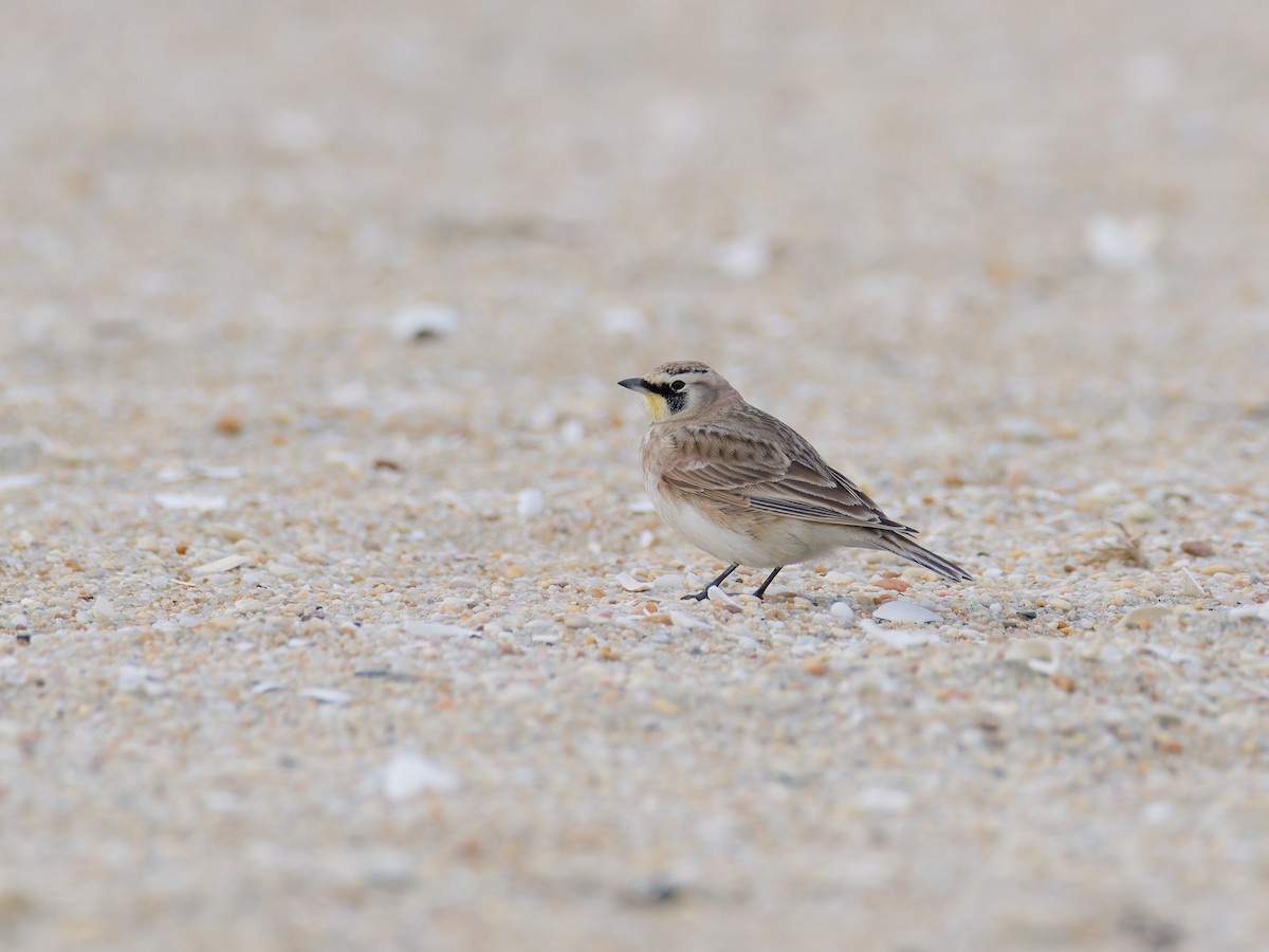 Horned Lark - ML646541854