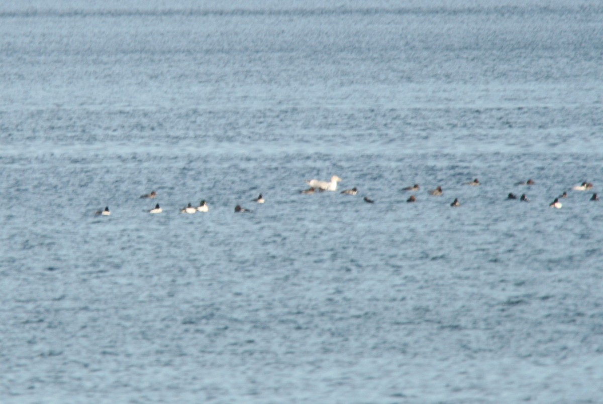 Murgilari urrebegia - ML646541855