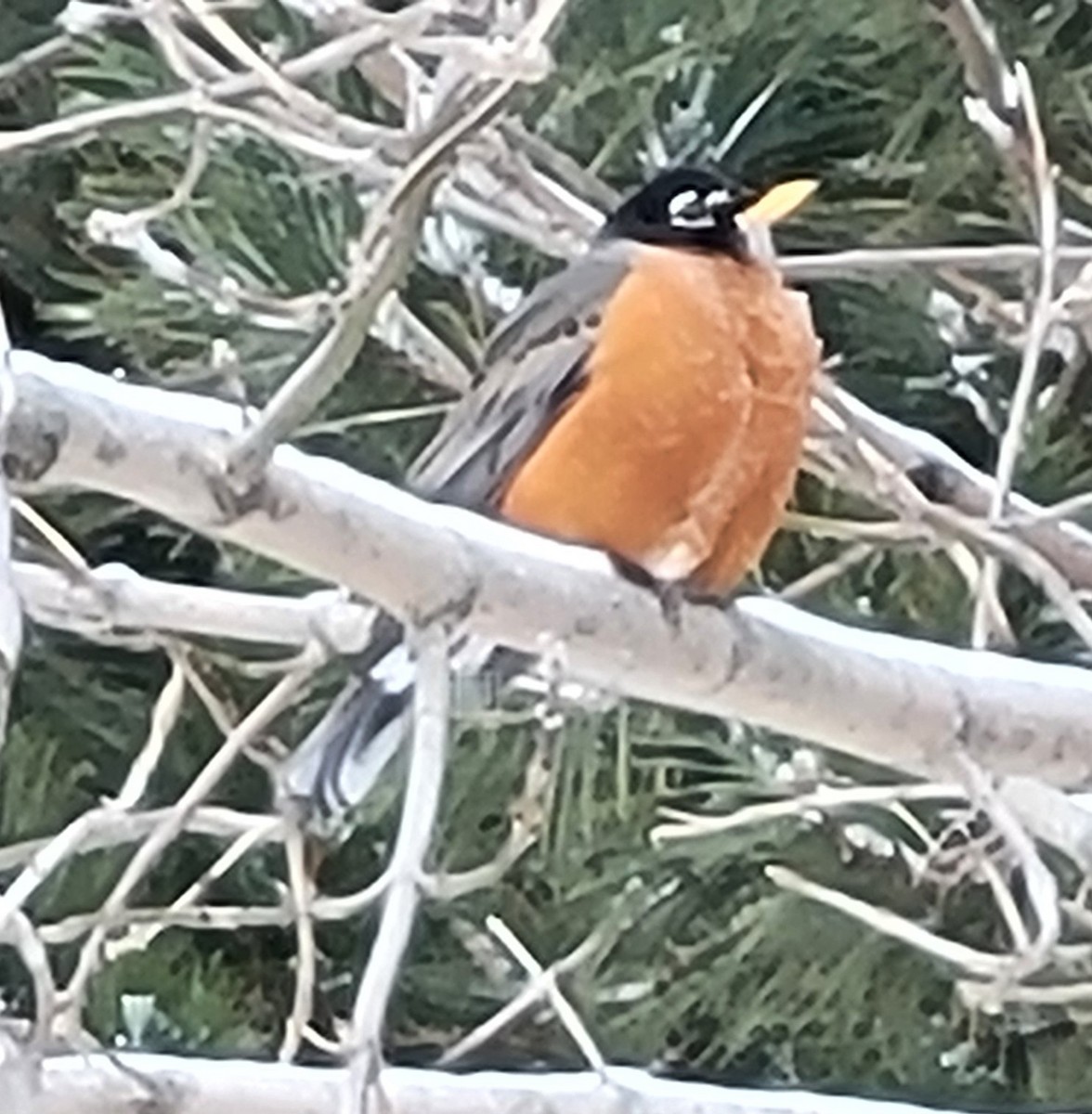 American Robin - ML646541856
