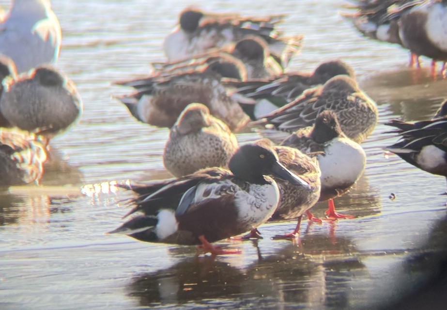 Northern Shoveler - ML646541857