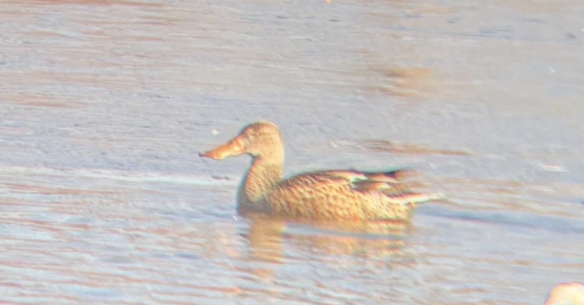 Northern Shoveler - ML646541858
