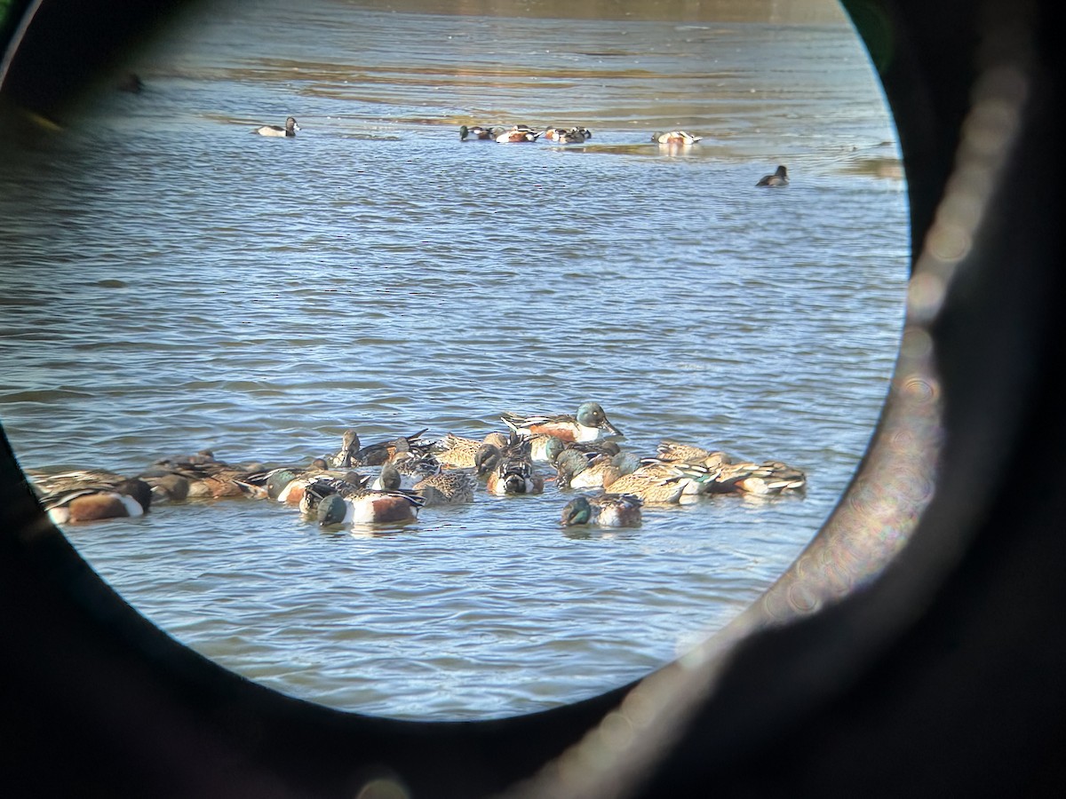 Northern Shoveler - ML646541859