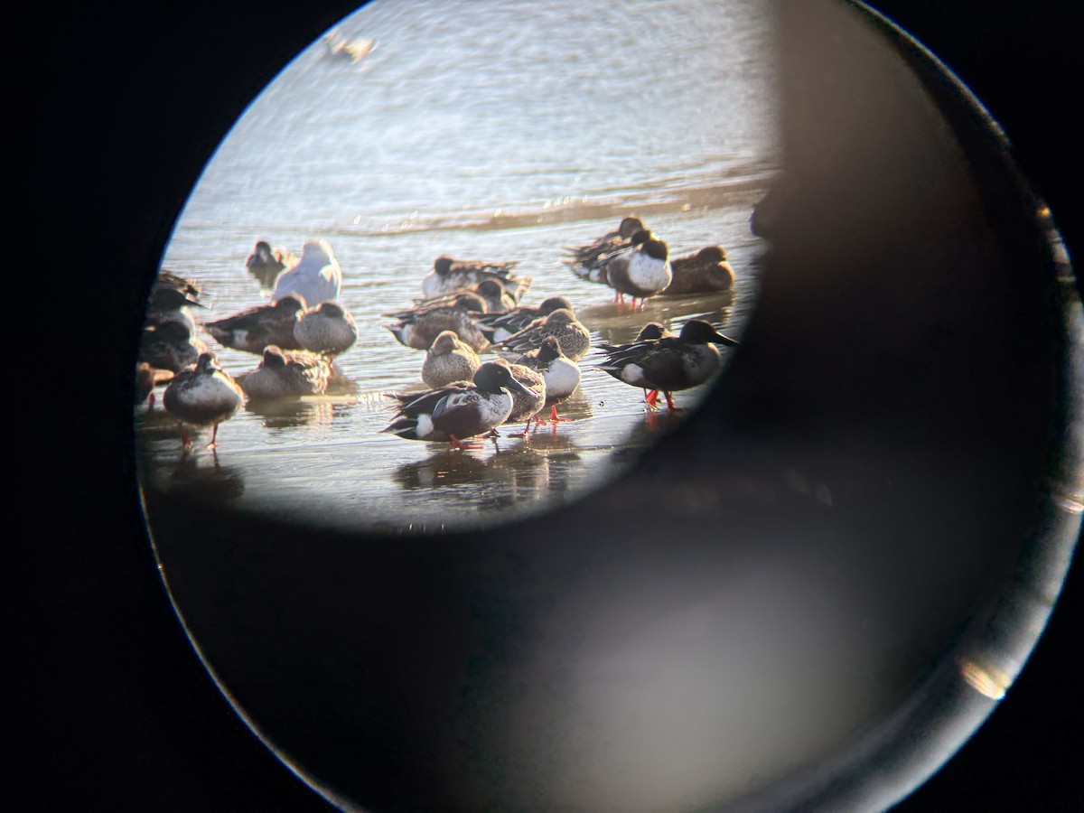 Northern Shoveler - ML646541860