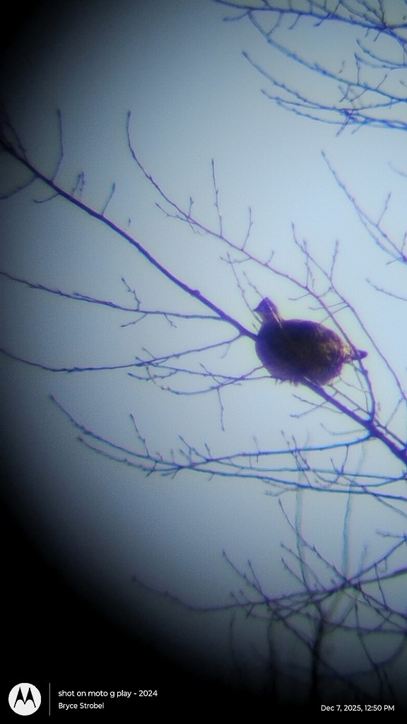 Greater Prairie-Chicken - ML646541865