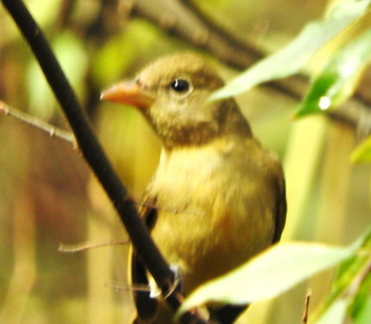 piranga ohnivá - ML646541879