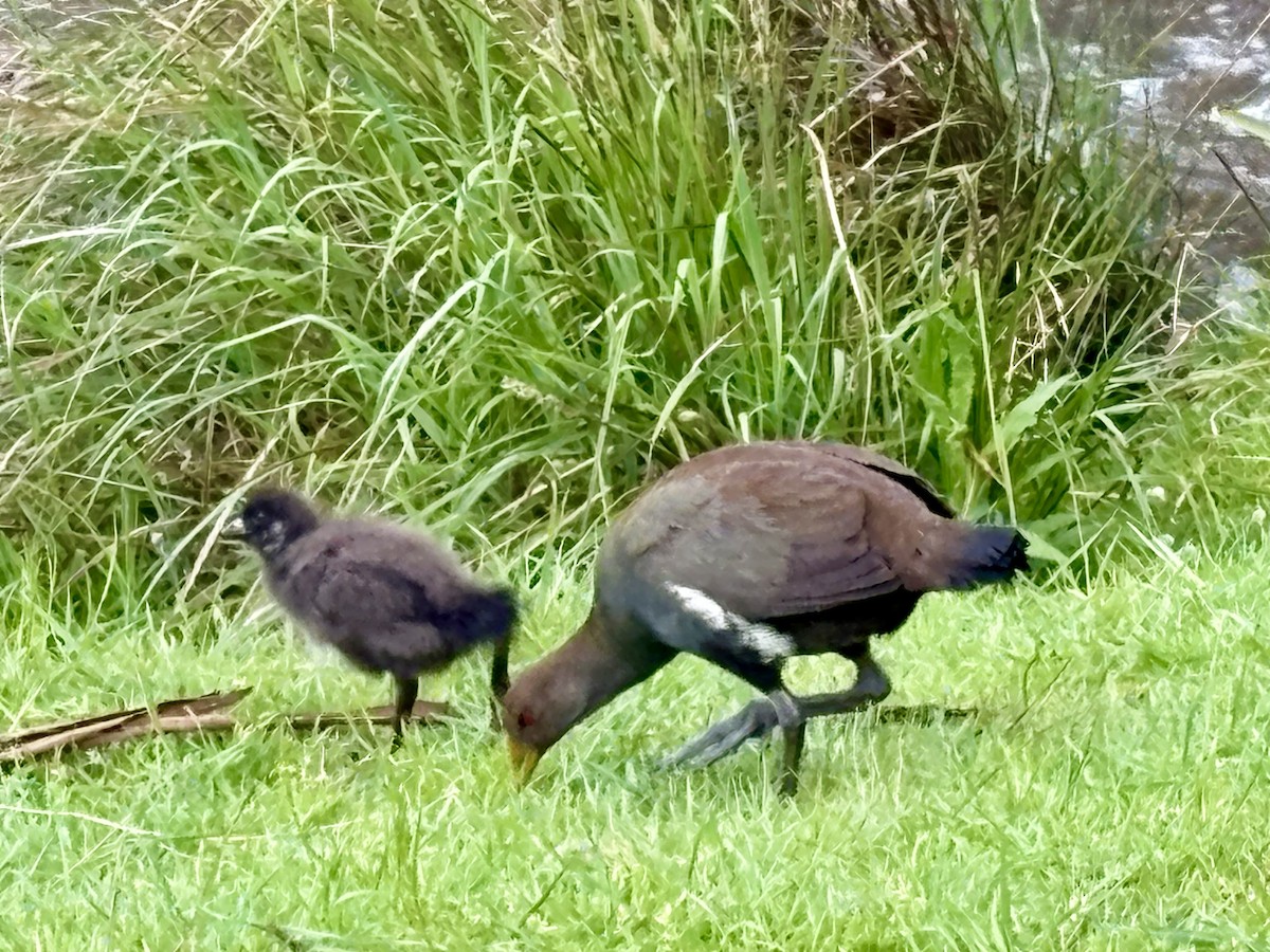 Grünfuß-Teichhuhn - ML646541883