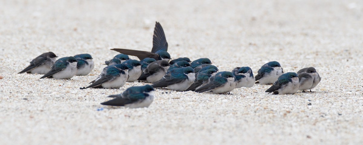 Tree Swallow - ML646541884
