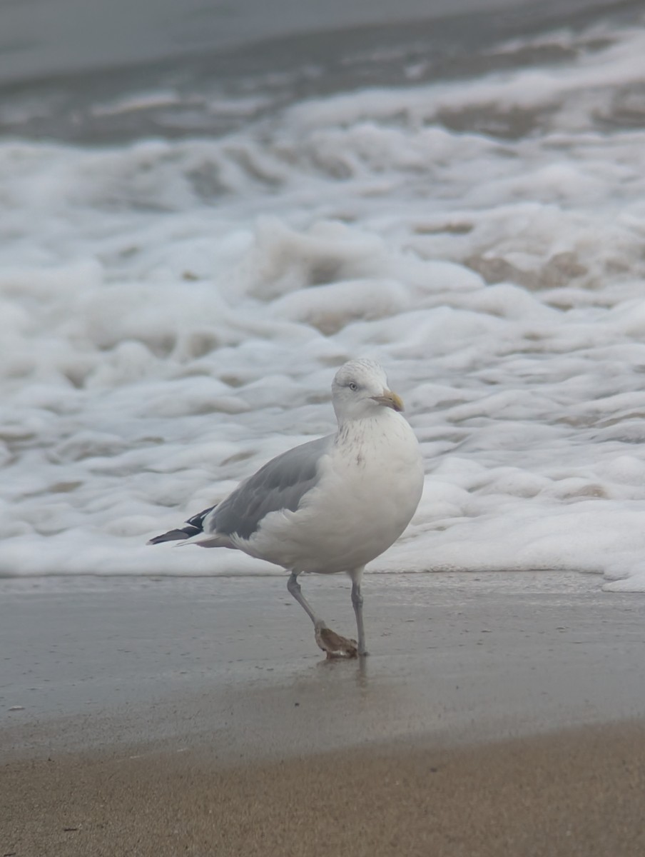 Kaio hauskara amerikarra - ML646541891