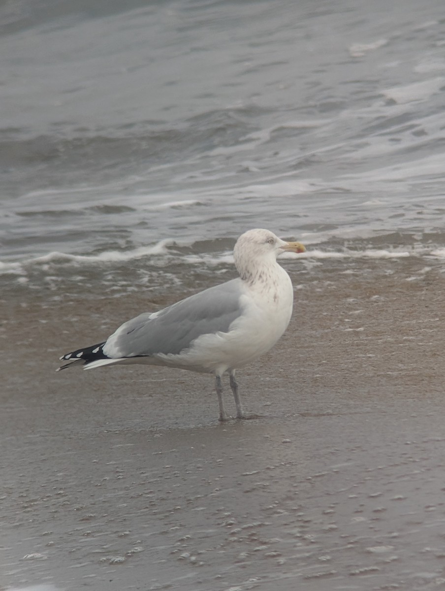 Kaio hauskara amerikarra - ML646541892