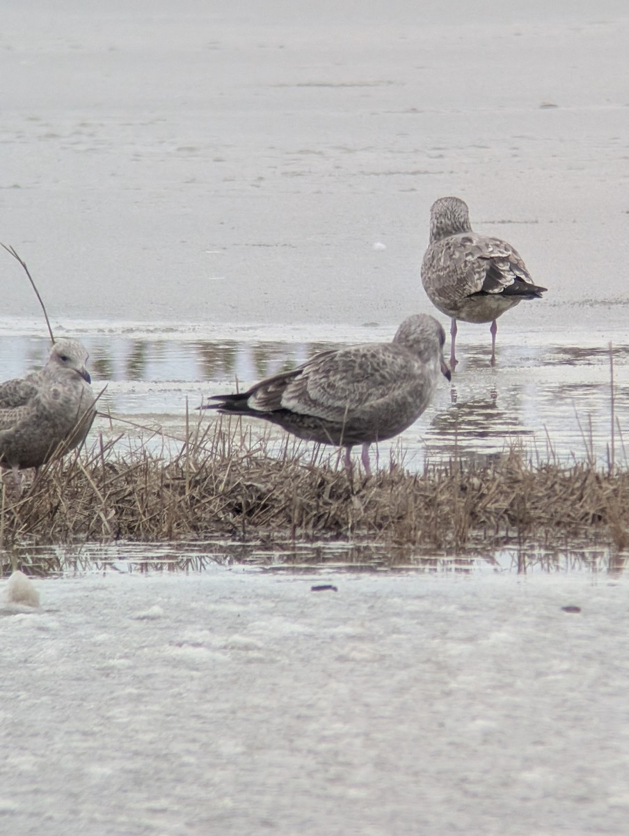 Kaio hauskara amerikarra - ML646541893