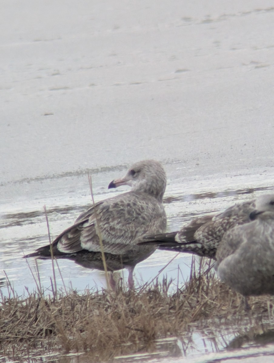 Kaio hauskara amerikarra - ML646541894