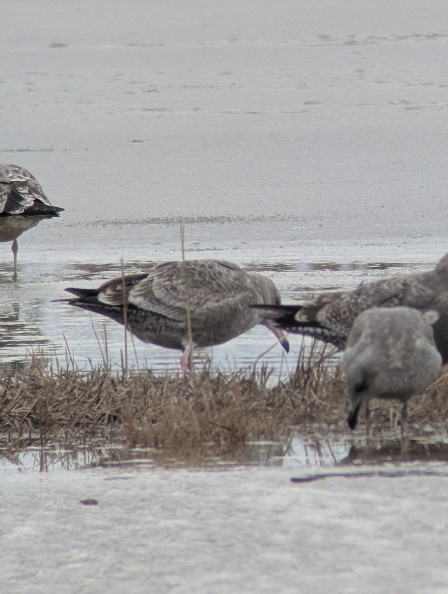 Kaio hauskara amerikarra - ML646541895