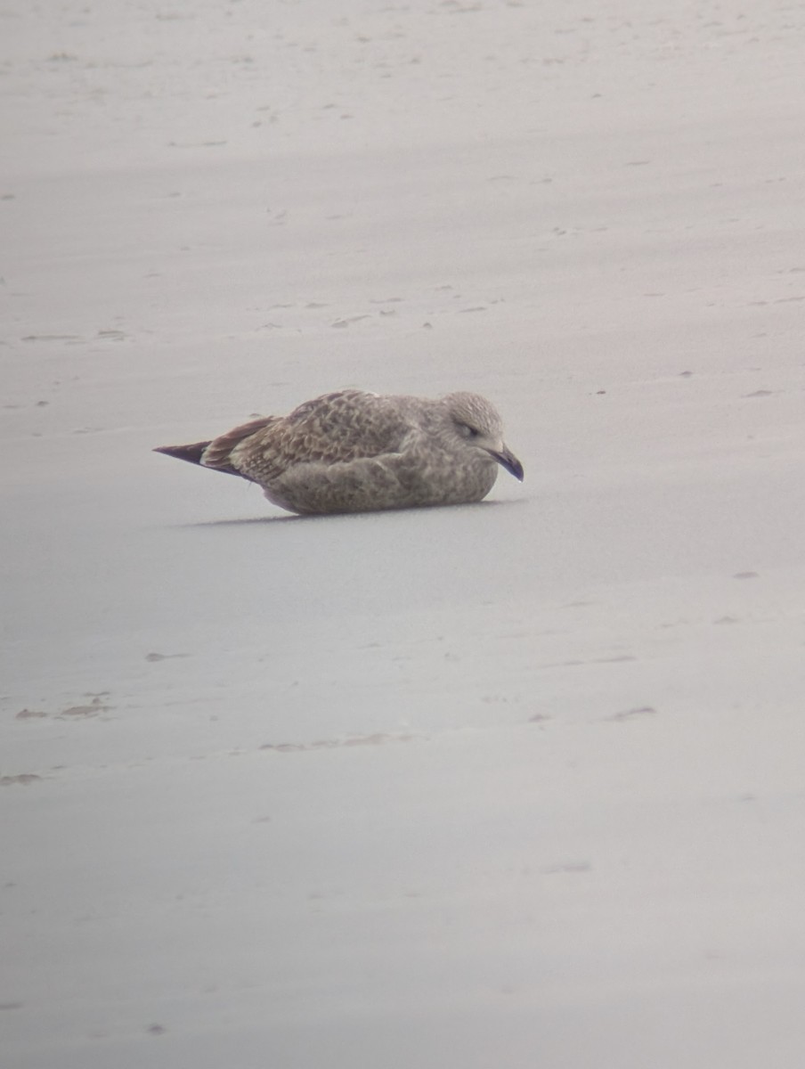 Kaio hauskara amerikarra - ML646541897