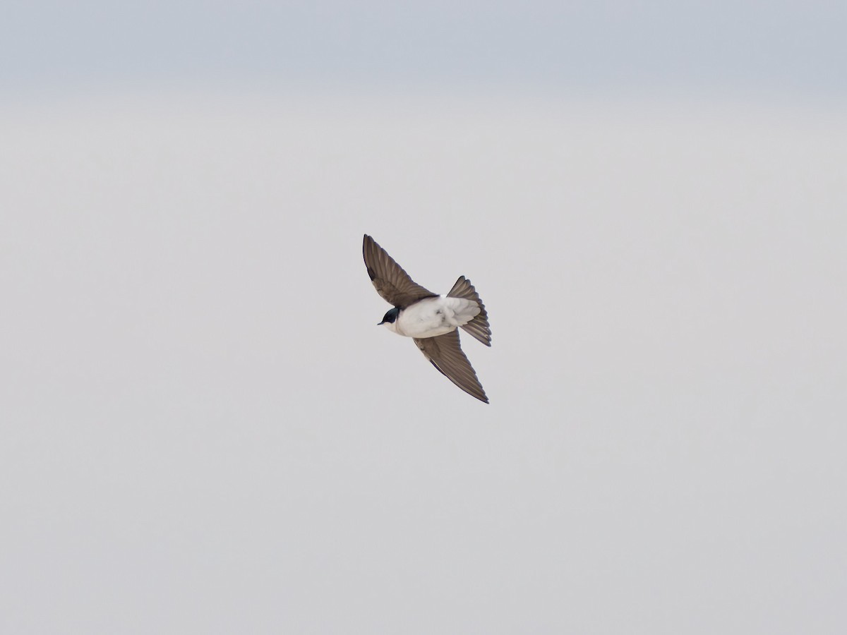 Tree Swallow - ML646541899