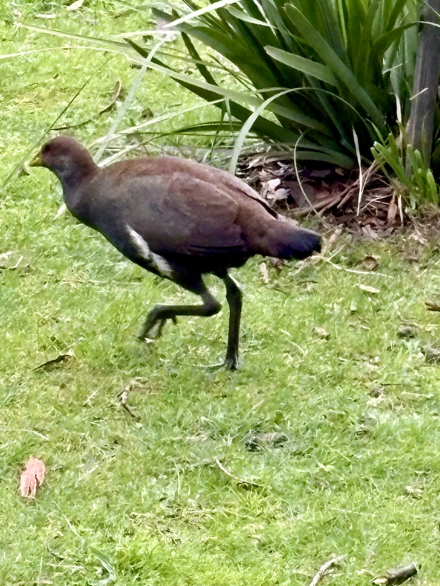 Grünfuß-Teichhuhn - ML646541902