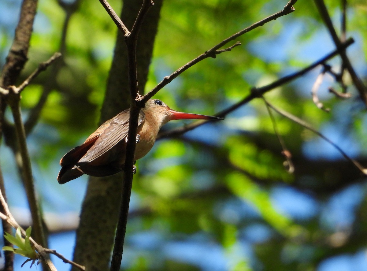 kolibřík ryšavý - ML646541903