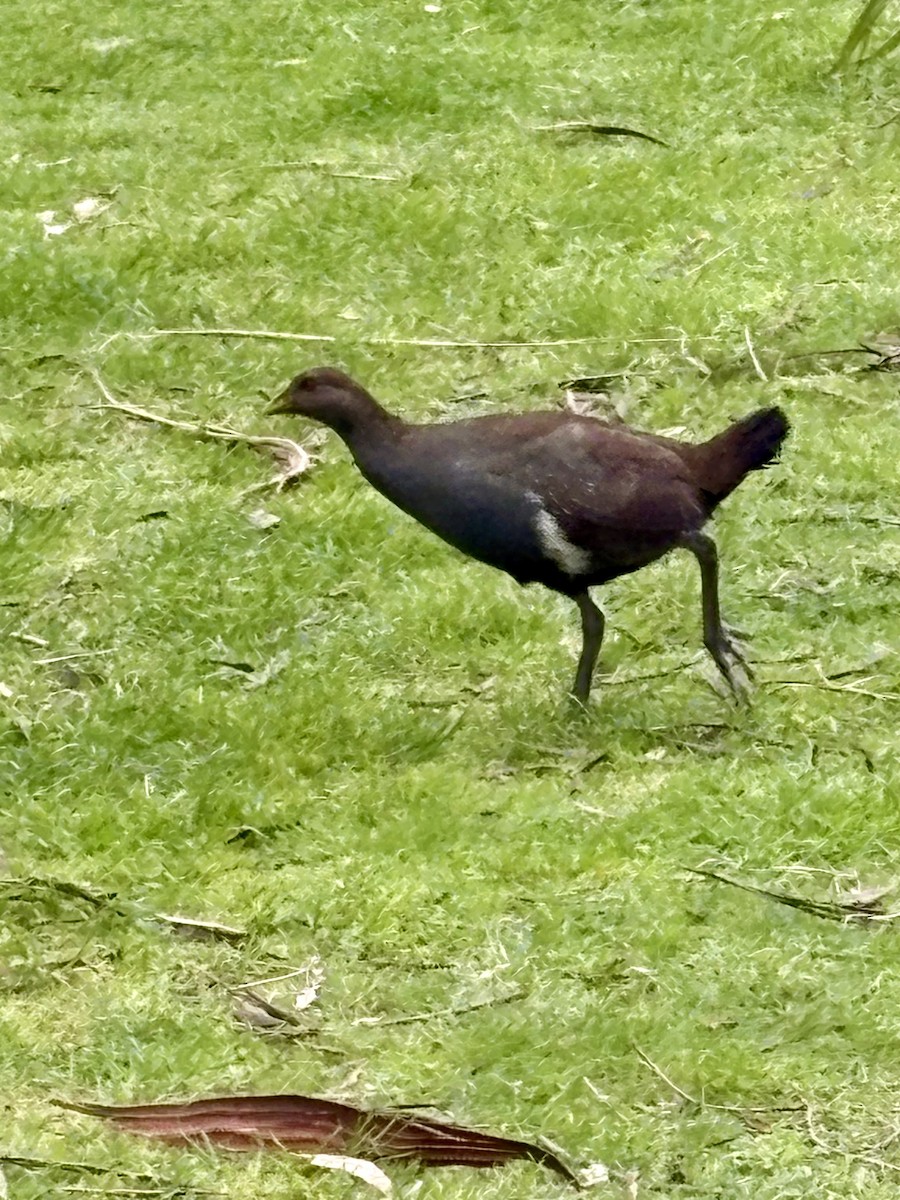 Grünfuß-Teichhuhn - ML646541905