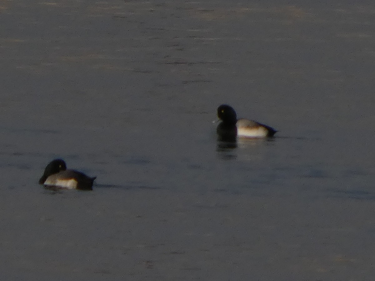 Greater Scaup - ML646541908