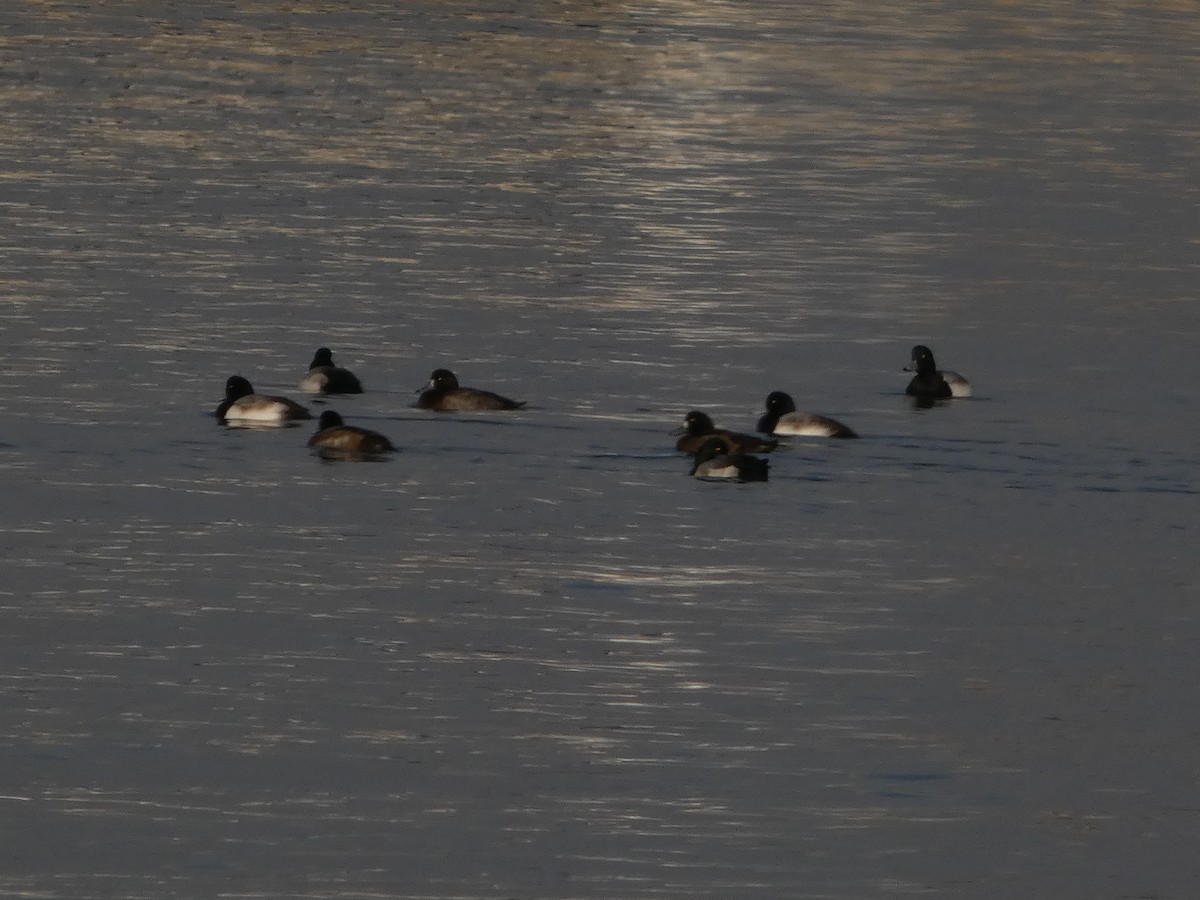 Greater Scaup - ML646541909