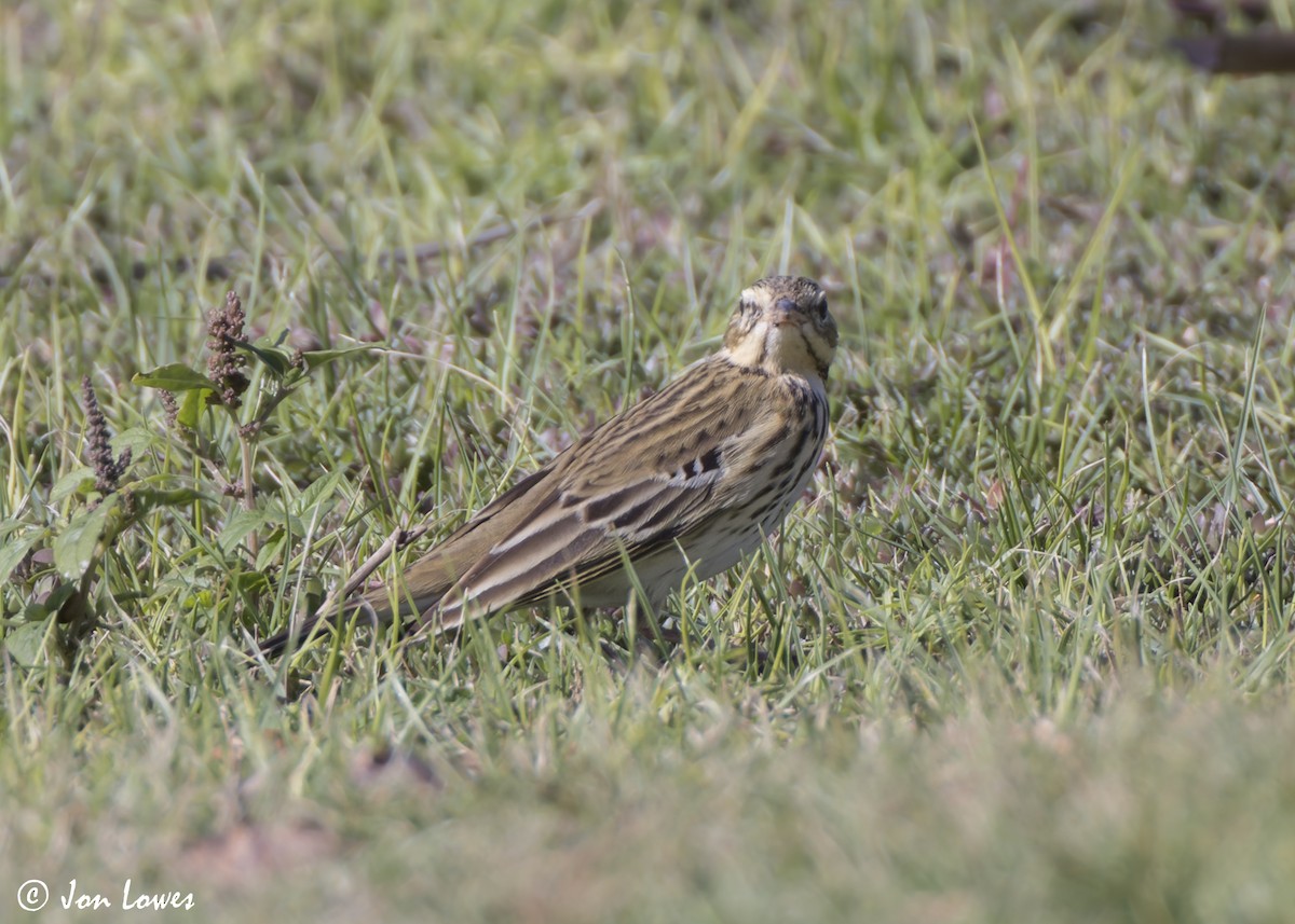 Лесной конёк - ML646541910