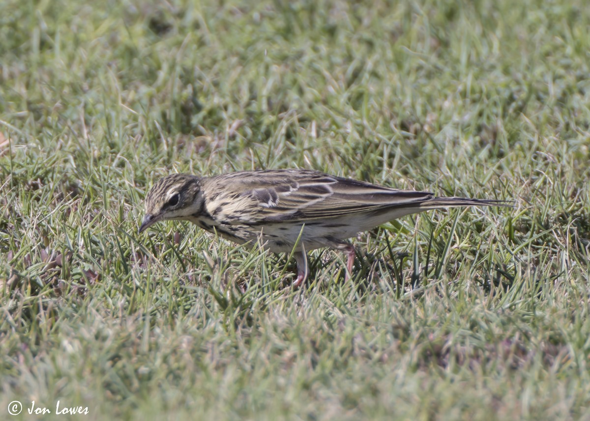 Лесной конёк - ML646541911