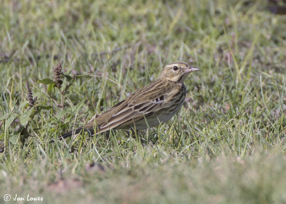 Лесной конёк - ML646541912