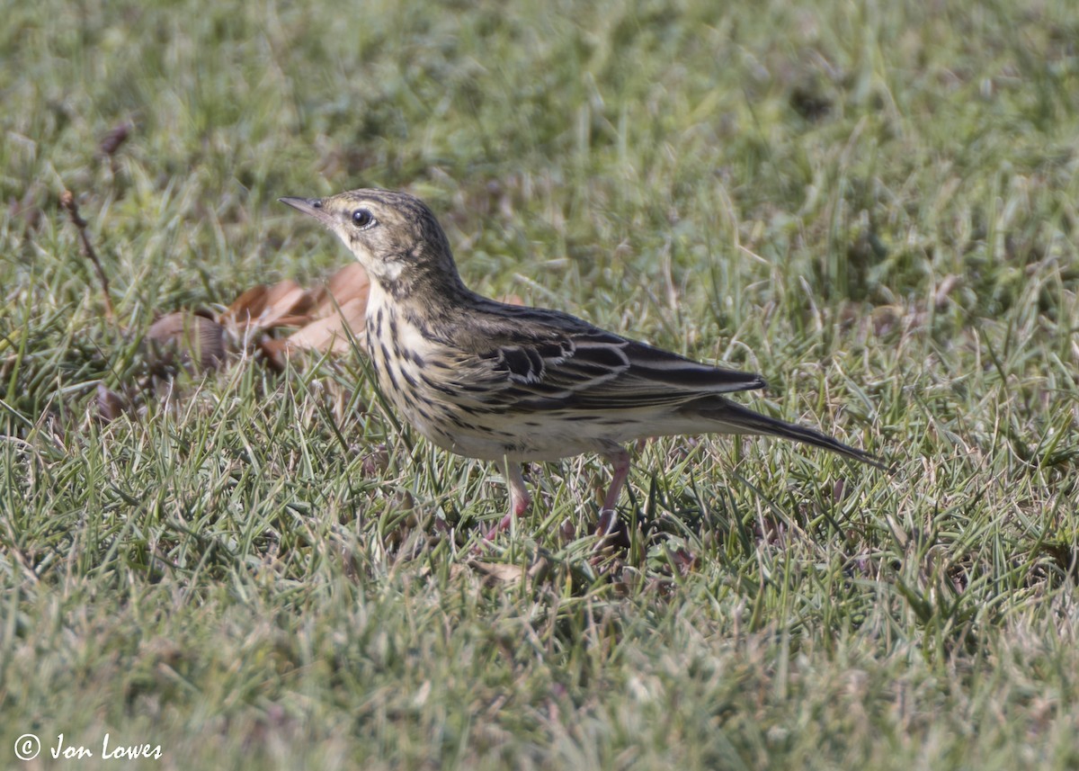 Лесной конёк - ML646541913