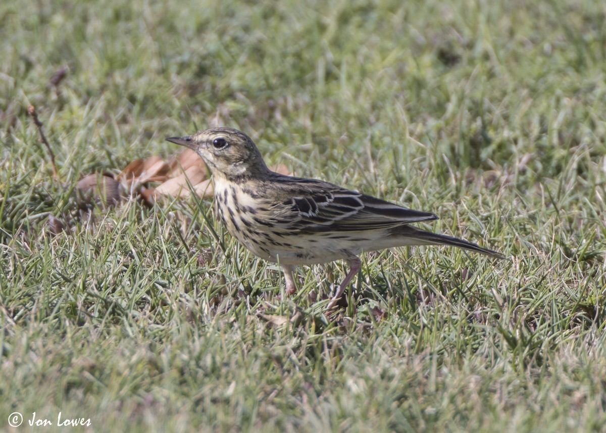 Лесной конёк - ML646541914