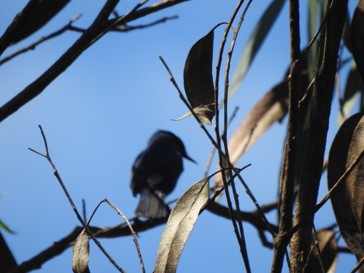 Masked Flowerpiercer - ML646541916