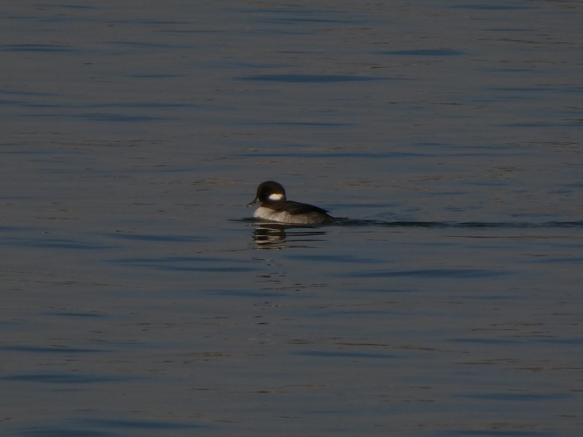 Bufflehead - ML646541924