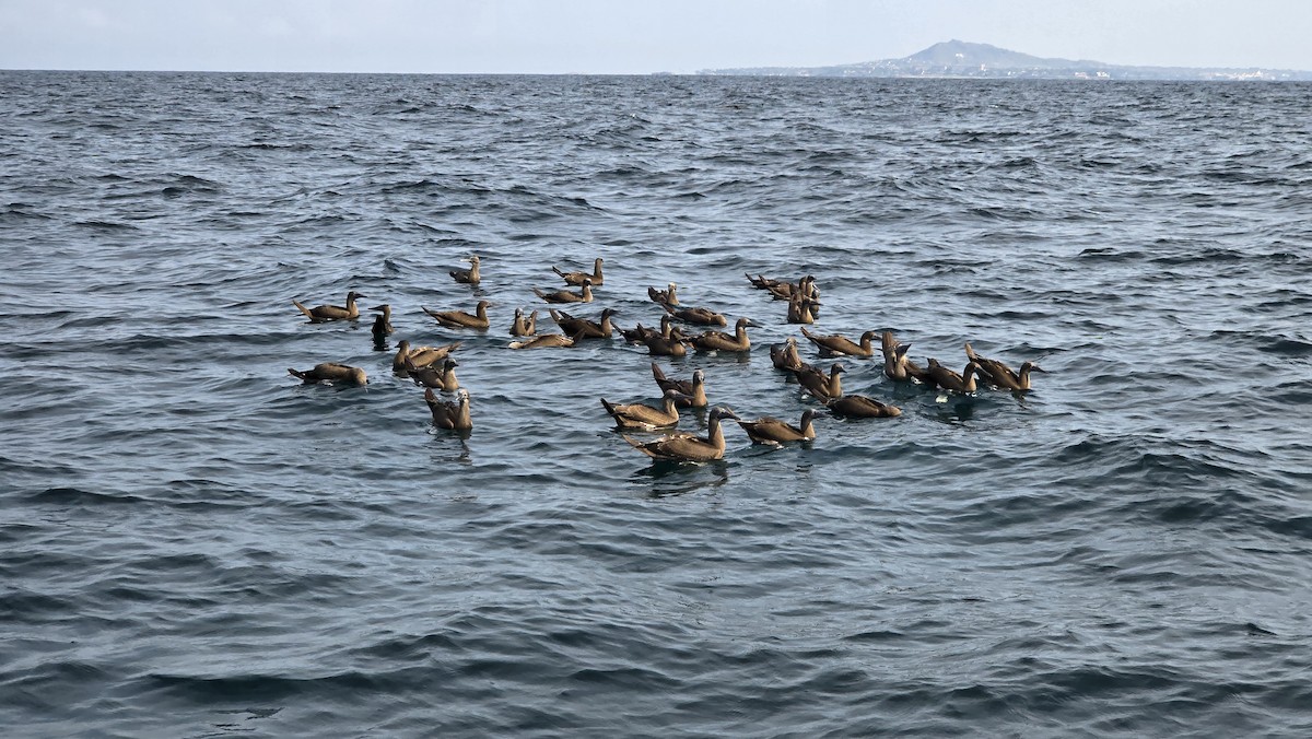 Cocos Booby - ML646541925