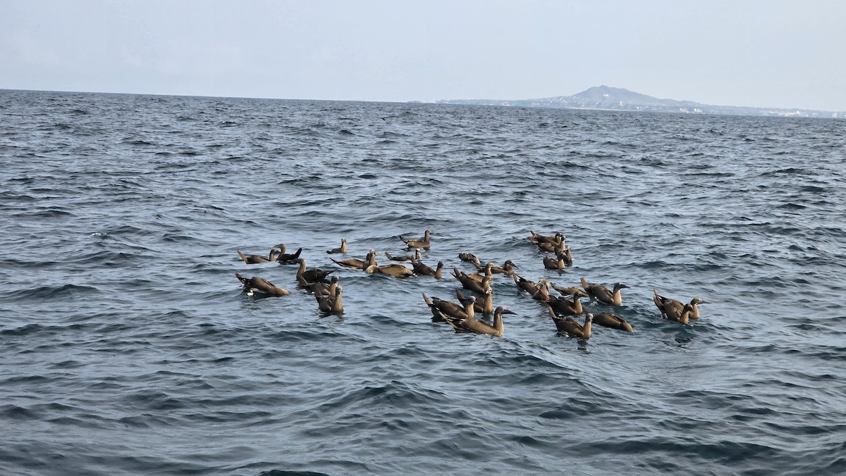 Cocos Booby - ML646541926