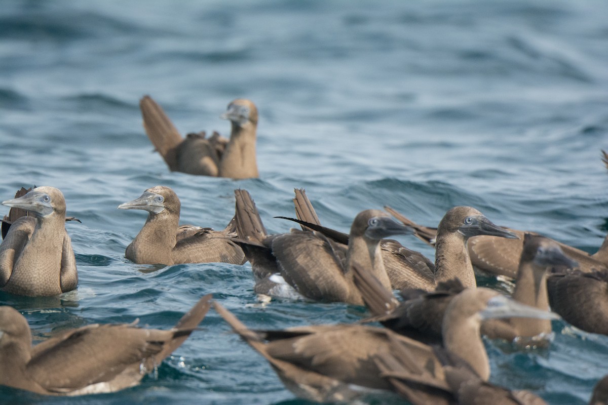 Cocos Booby - ML646541929