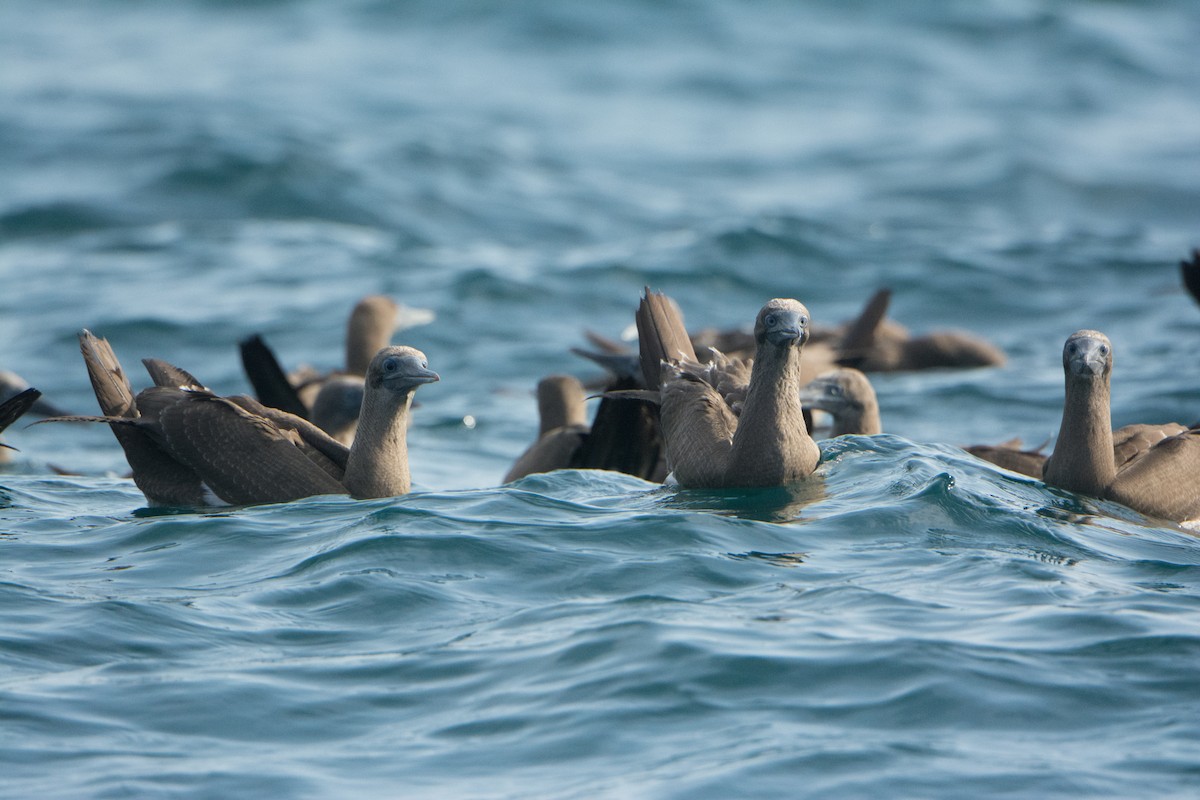 Cocos Booby - ML646541932