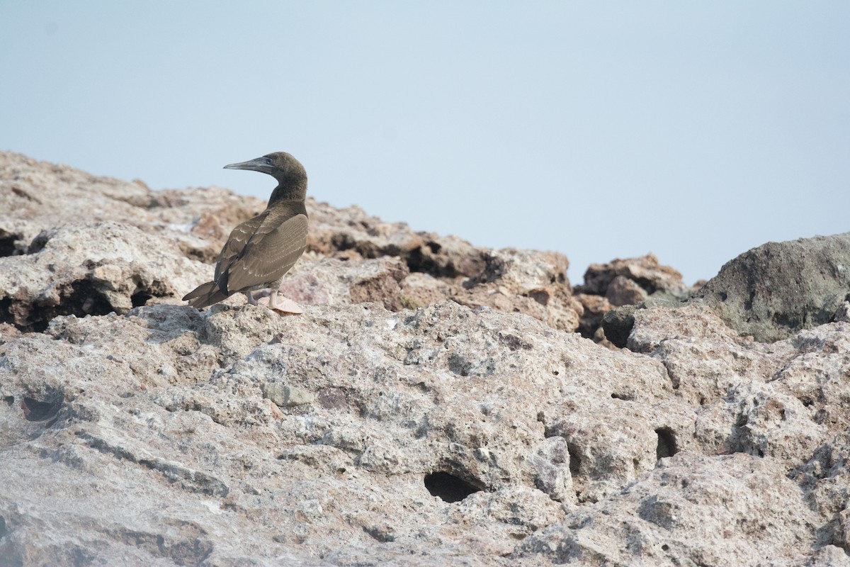 Cocos Booby - ML646541933