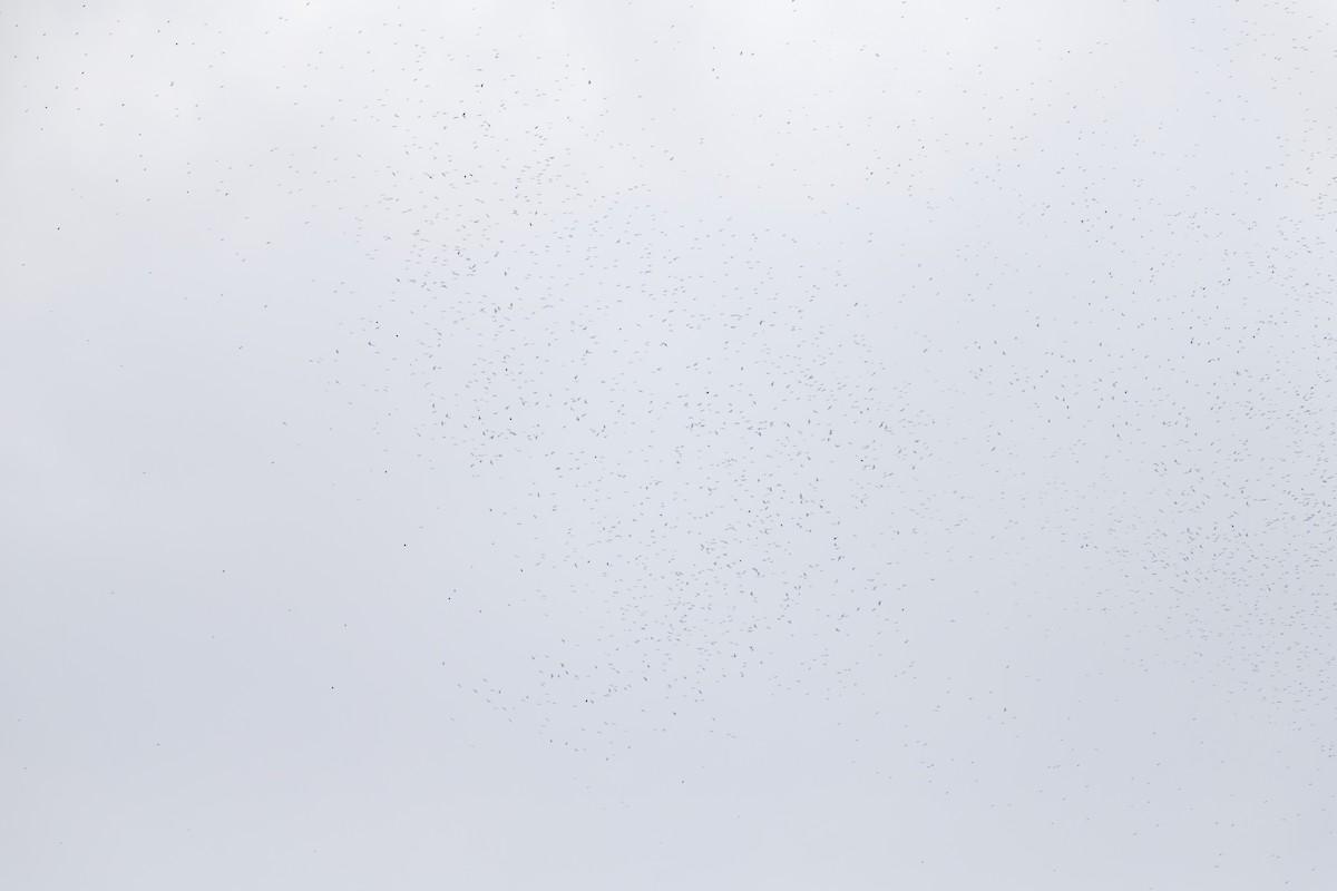 Broad-winged Hawk - ML646541934