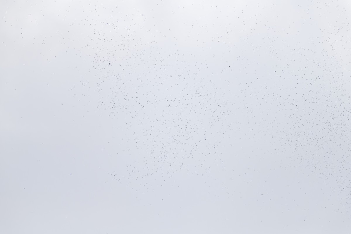 Broad-winged Hawk - ML646541935