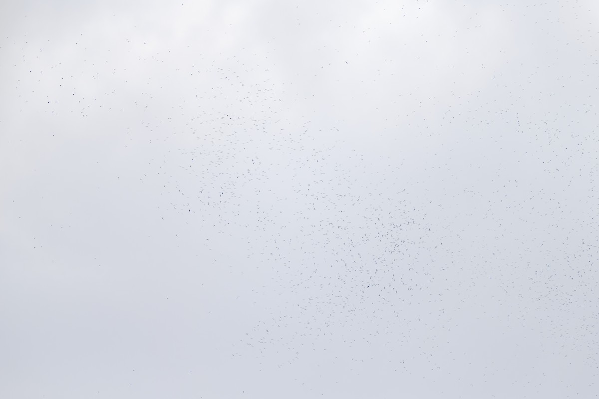 Broad-winged Hawk - ML646541936