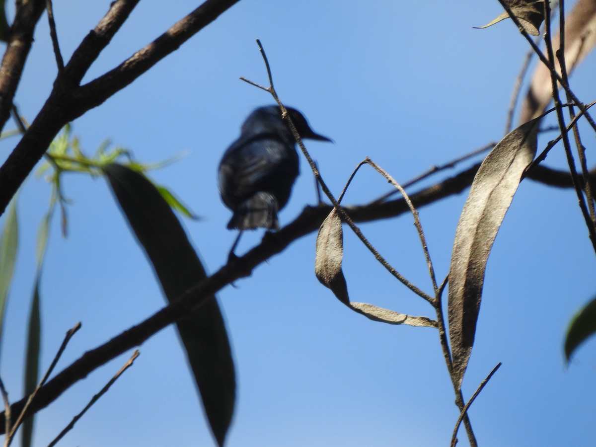 Masked Flowerpiercer - ML646541938
