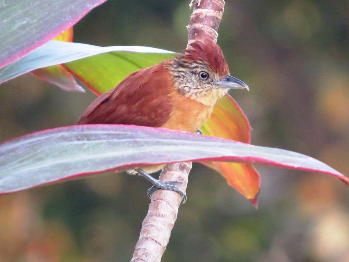 Barred Antshrike - ML646541940