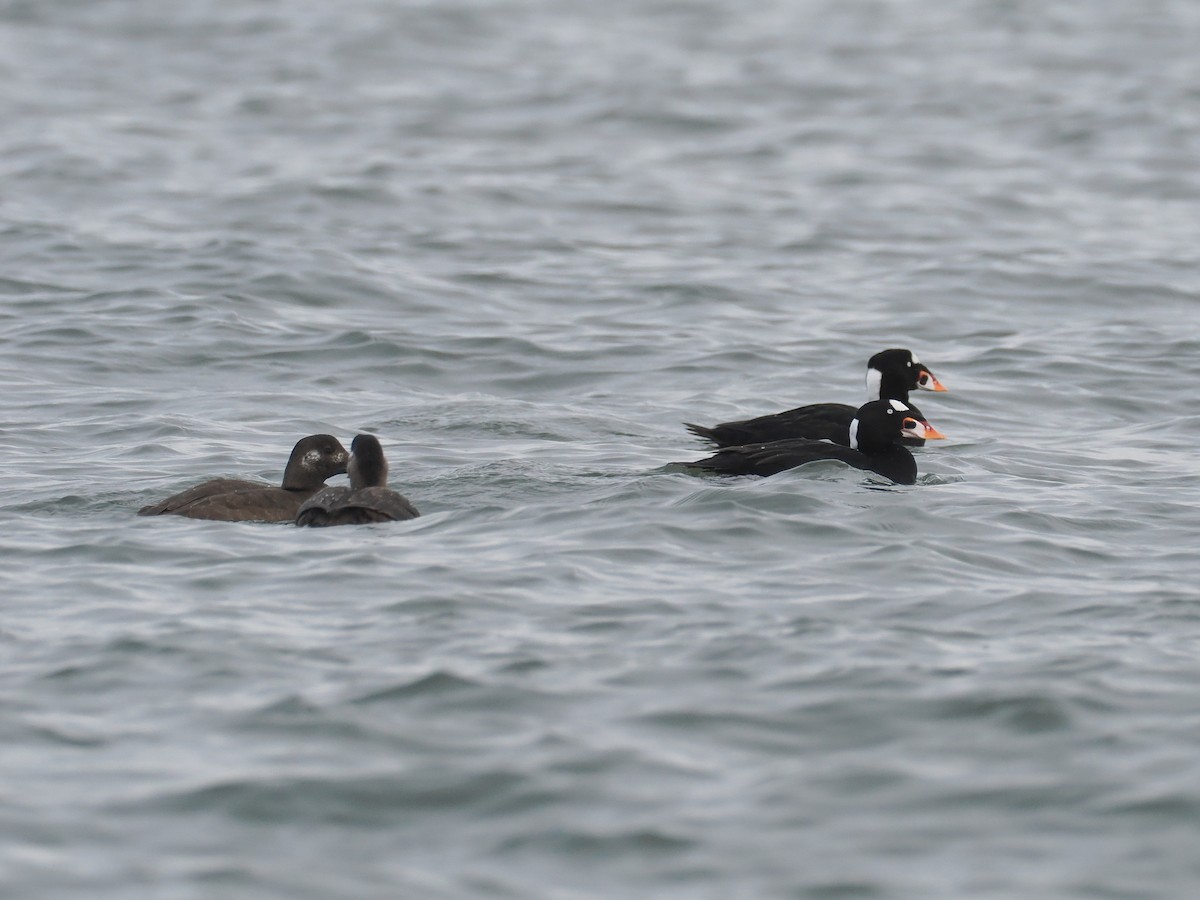 Surf Scoter - ML646541945
