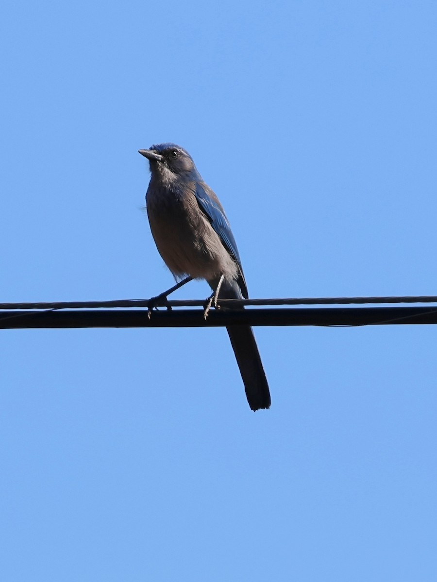 Woodhouse's Scrub-Jay - ML646541952