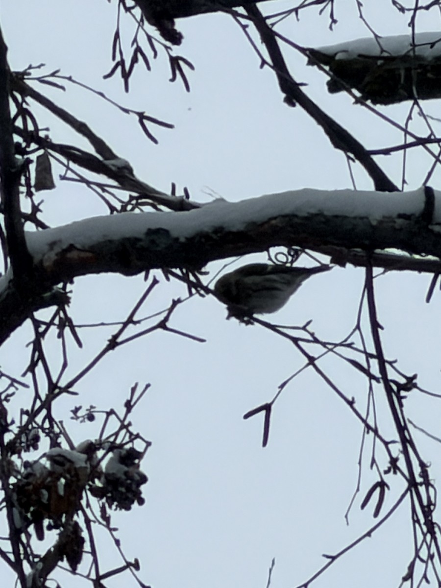 Дөлөн цэгцүүхэй - ML646541955