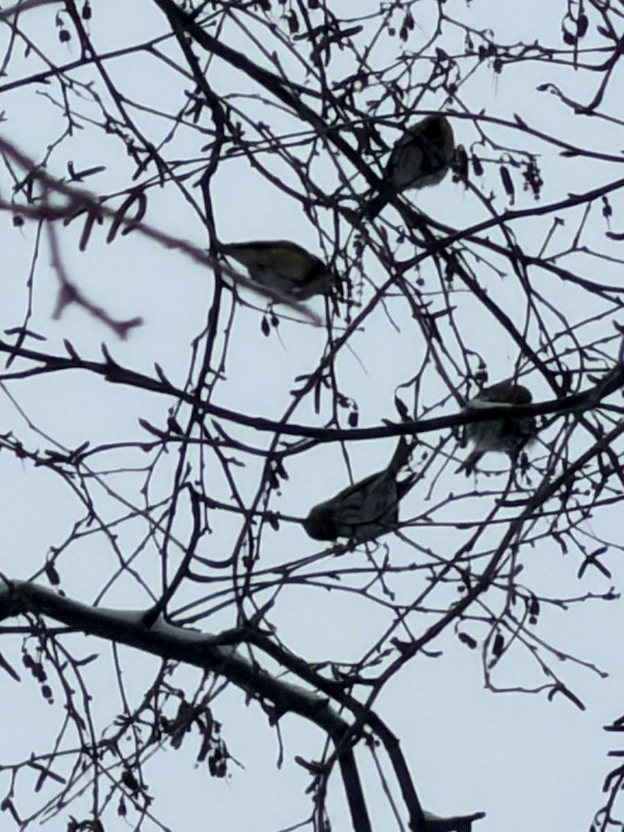 Дөлөн цэгцүүхэй - ML646541956