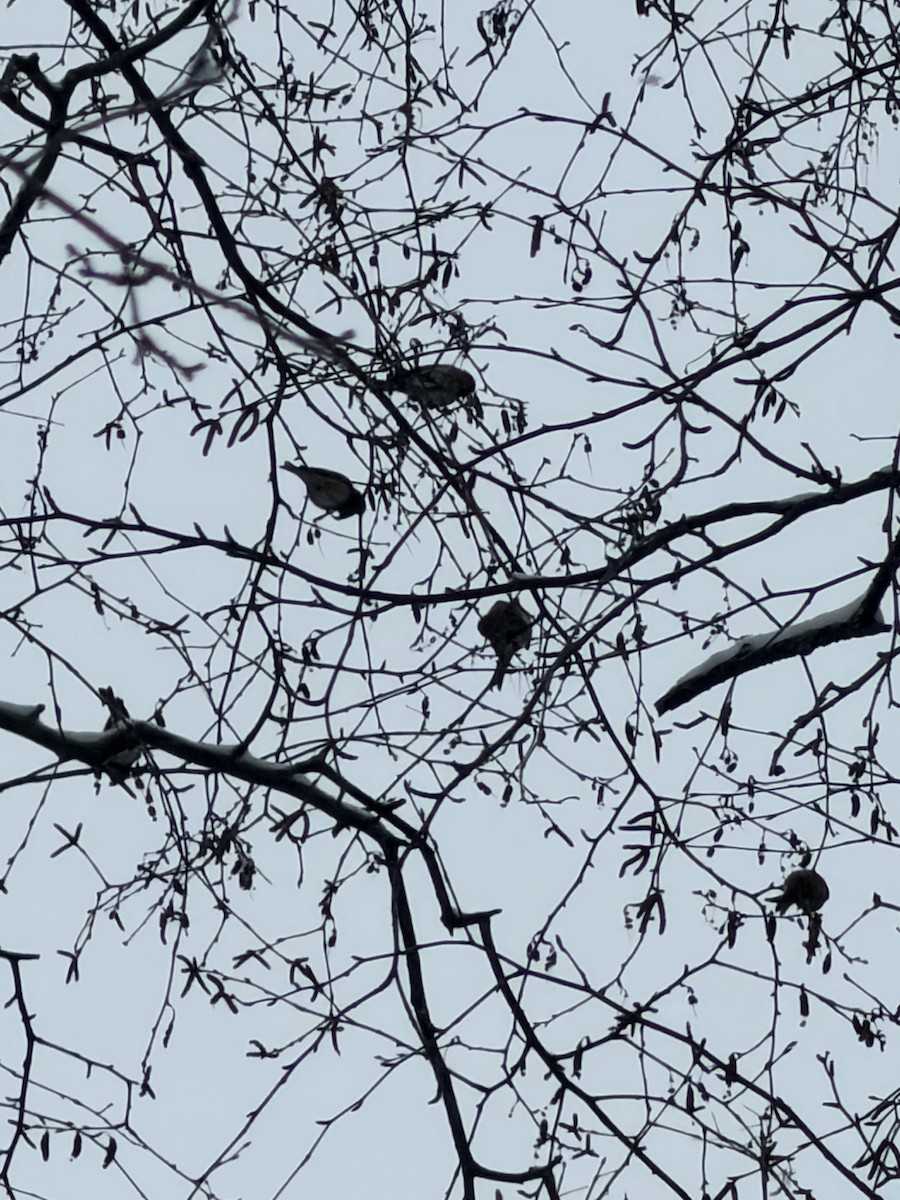 Дөлөн цэгцүүхэй - ML646541957