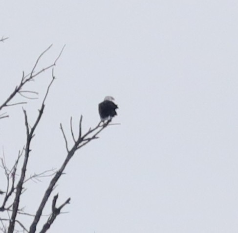 Pygargue à tête blanche - ML646541959