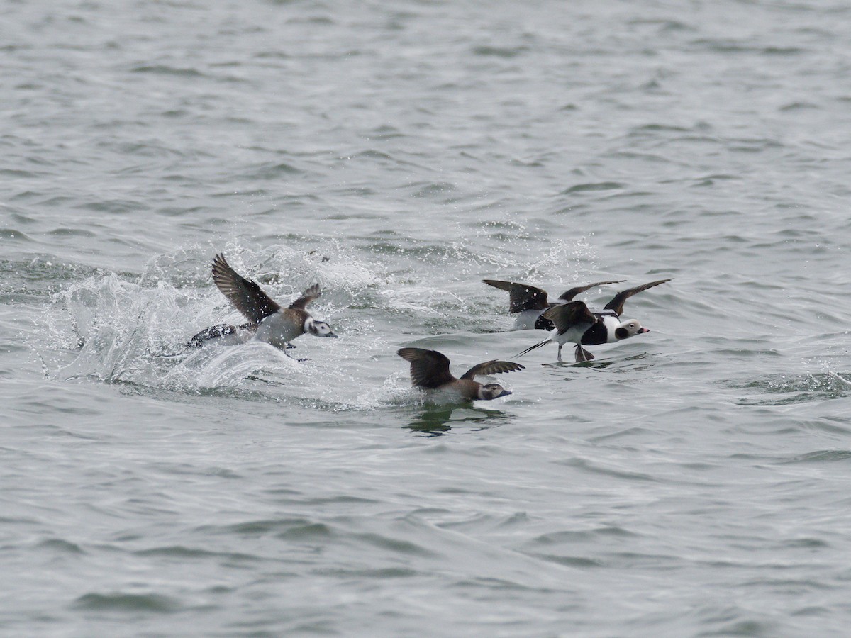 Long-tailed Duck - ML646541963