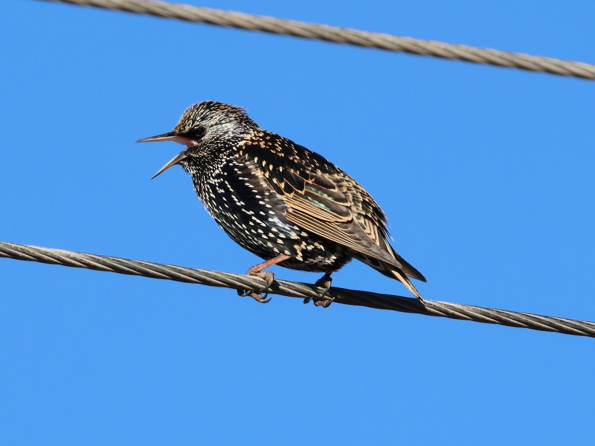 European Starling - ML646541965